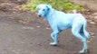 Aparecen perros azules en India | Noticias con Francisco Zea