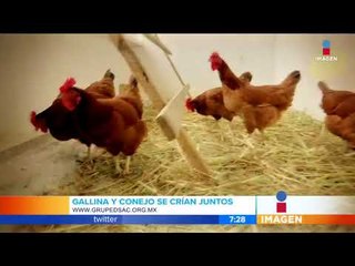 Mexicano se la rifa con nuevas técnicas de cultivo | Noticias con Francisco Zea