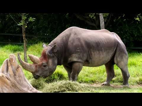 El sueño americano está muy cerca de ser realidad para Carlos.