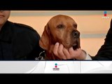 Él es Titán, un perro que ha rescatado a 26 personas | Noticias con Francisco Zea