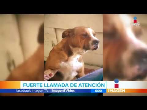 Perrito recibe regaño por 'andar de vago' | Noticias con Francisco Zea