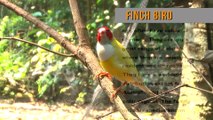 finch bird