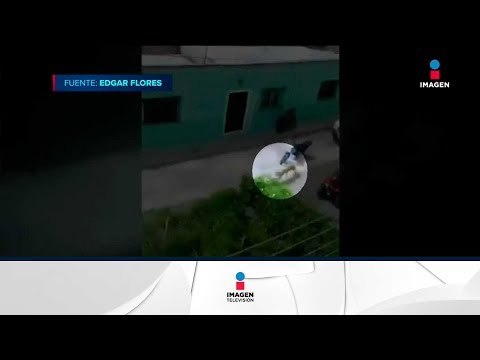 Un puma escapó y estuvo corriendo por las calles | Noticias con Ciro Gómez Leyva