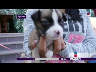 Dulce carta de una niña que abandonó a su perro se hace viral | Noticias con Yuriria Sierra
