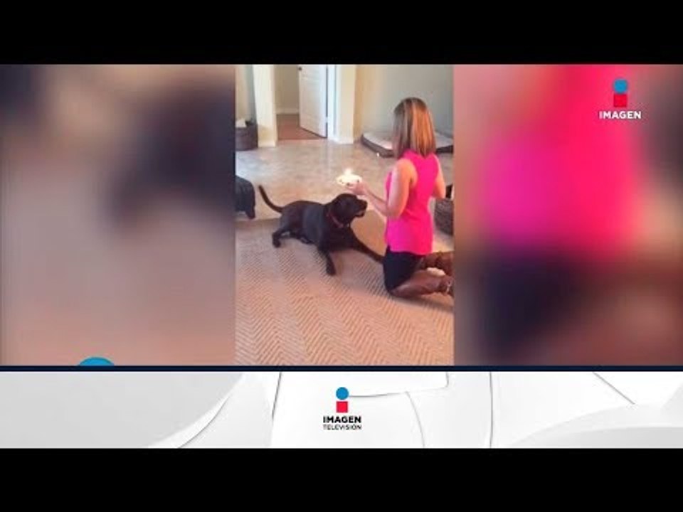 Este podría ser el perro de Eduardo Yáñez | Qué Importa