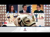 ¿Deben dejar de molestar a la perrita Frida? | Noticias con Francisco Zea