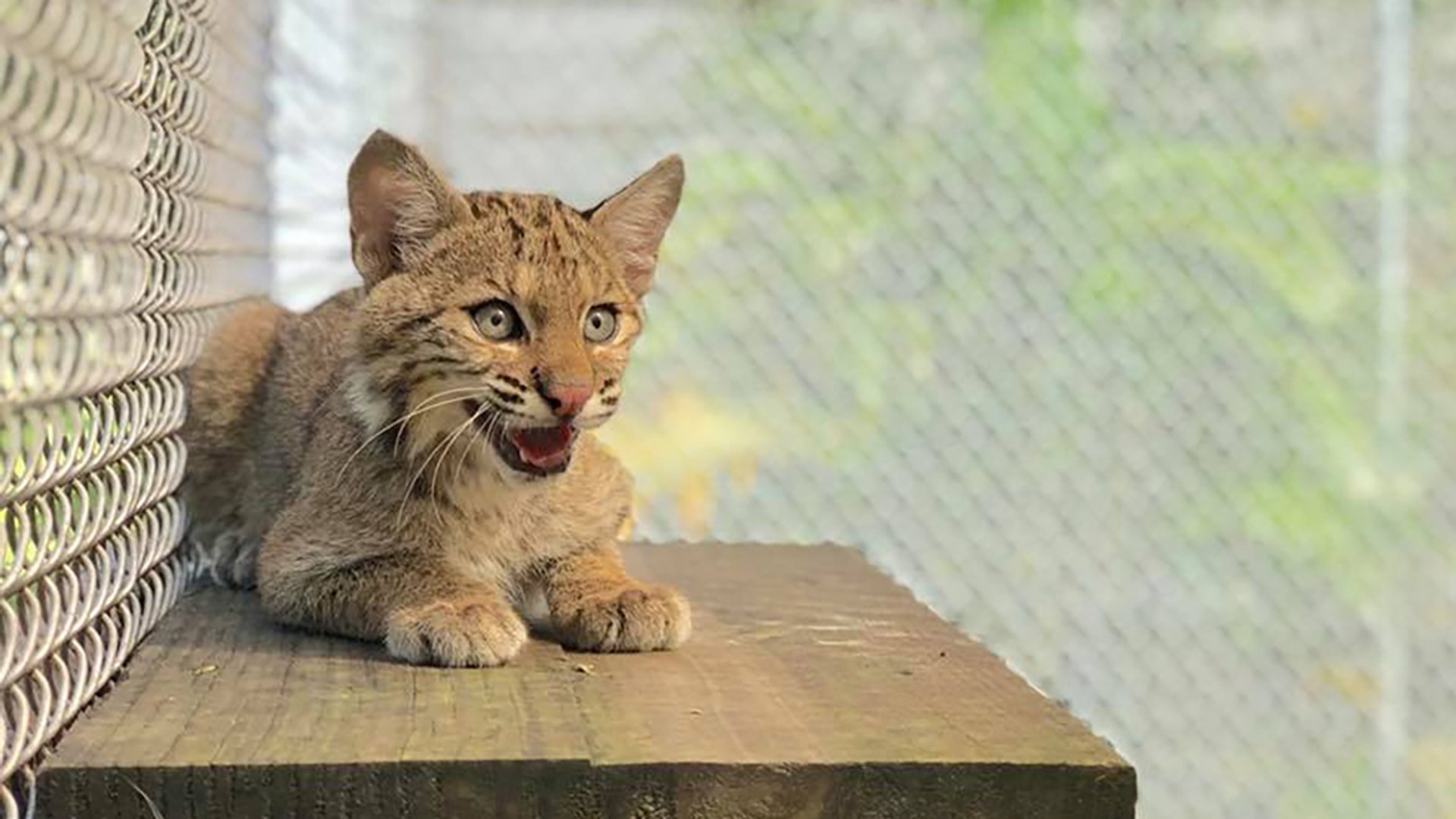 Baby Bobcat Recovery