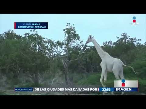 Graban a jirafas blancas en Kenia | Noticias con Ciro Gómez Leyva