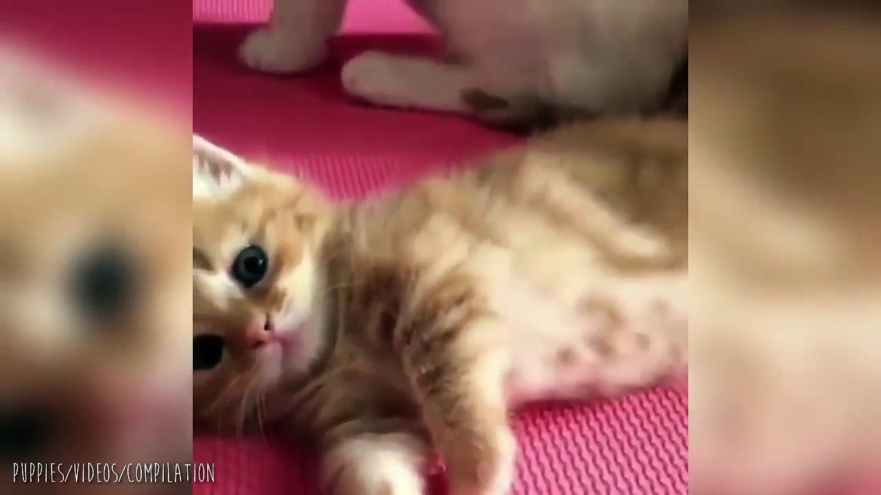 Most Adorable Kittens Ever!!
