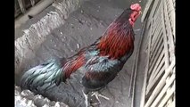 Jual Ayam Aduan 2019 Bangkok, Birma, Mangon, Pakhoy, Birkok, Pama Super Pukul BOM, Saraf, KO, Jiling