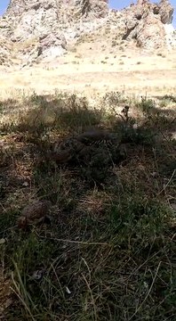 Keklik ve yavruları