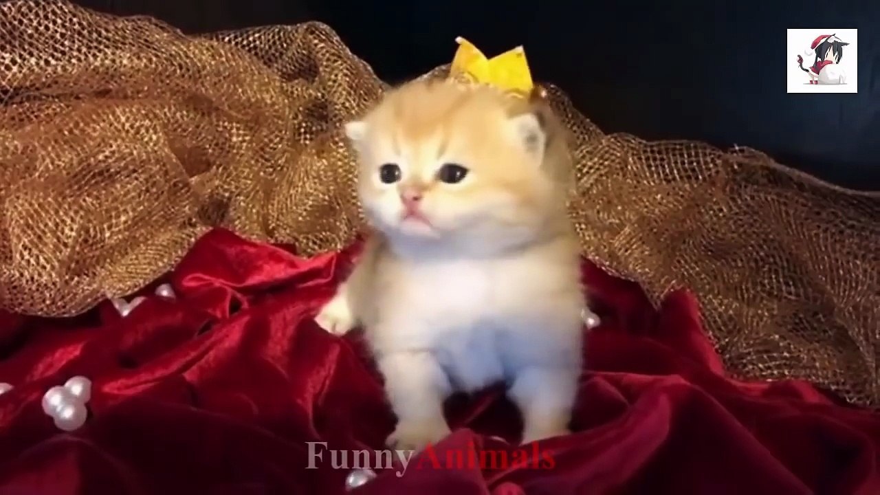 Cute Cats and Little Kittens Meowing and Talking Compilation - video ...