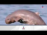 México contará con santuario de la vaquita marina | Noticias con Francisco Zea