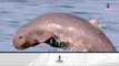 México contará con santuario de la vaquita marina | Noticias con Francisco Zea