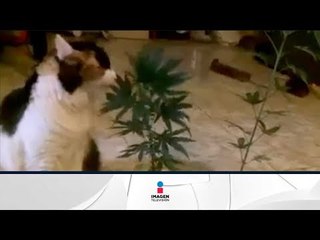 Gato le destruye plantas de marihuana a su dueña | Qué Importa