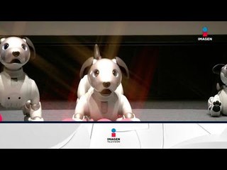 Nuevo perrito robot conquista el corazón del mundo | Noticias con Yuriria Sierra