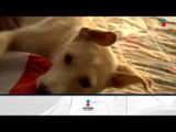 Tratar a los perros como humanos es dañino para ellos | Noticias con Yuriria Sierra