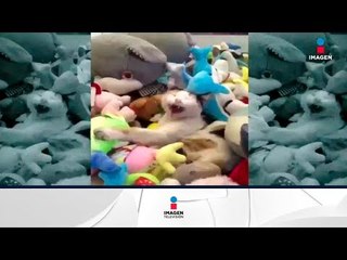 Encuentran a gato real en juego de peluches ¿cómo se metió?