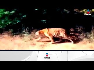 Tigre de bengala se aparece en fiesta, y la gente sale corriendo | Noticias con Francisco Zea