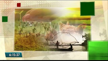 Produção de caju no Sertão da Paraíba