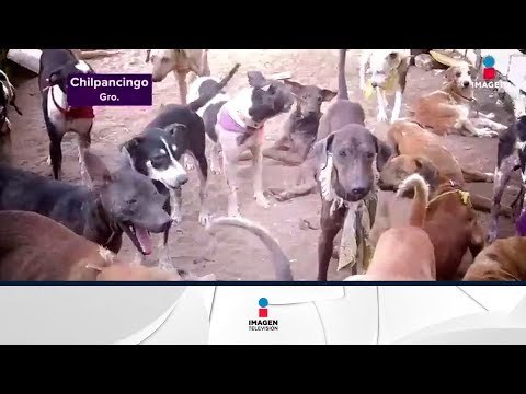 Perros y gatos son abandonados en albergue de Guerrero | Noticias con Yuriria Sierra