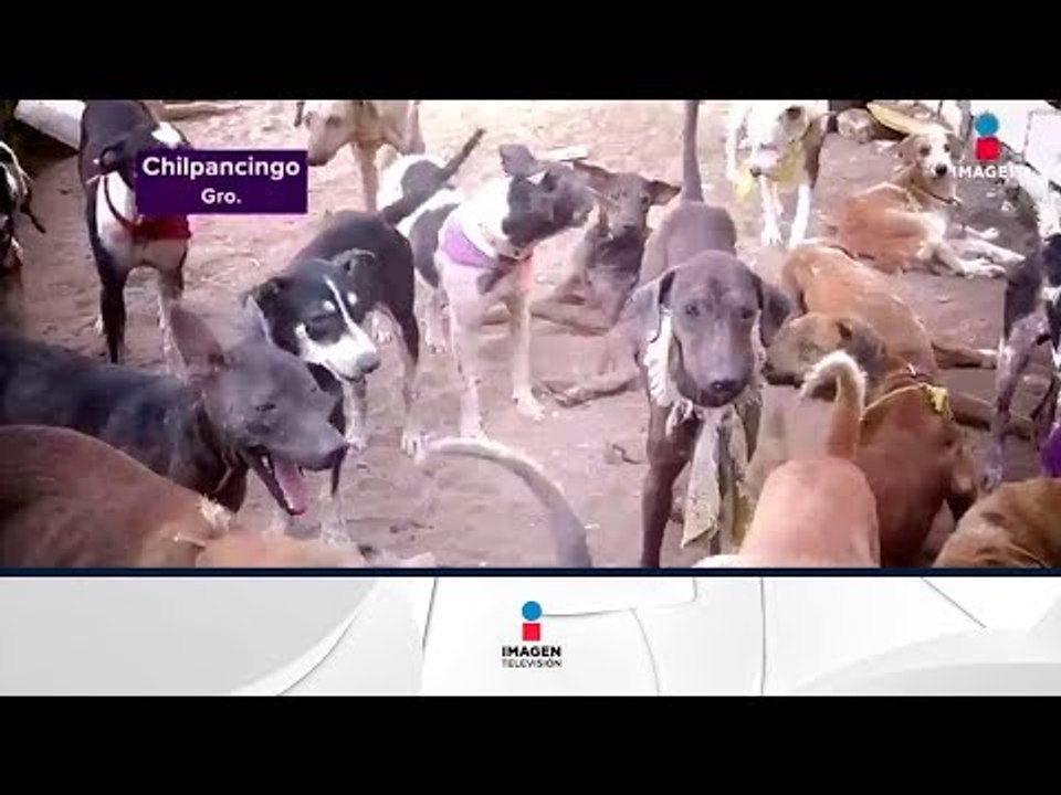 Perros y gatos son abandonados en albergue de Guerrero | Noticias con Yuriria Sierra