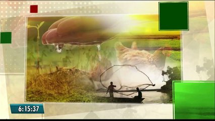 produção de caju no Sertão da Paraíba