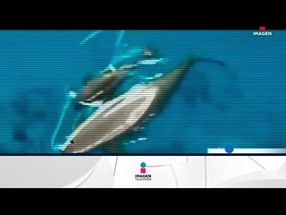 Foro Mundial para la Naturaleza reconoce labor pro vaquita marina | Noticias con Francisco Zea