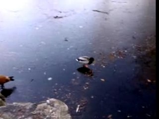 Canard sur glace