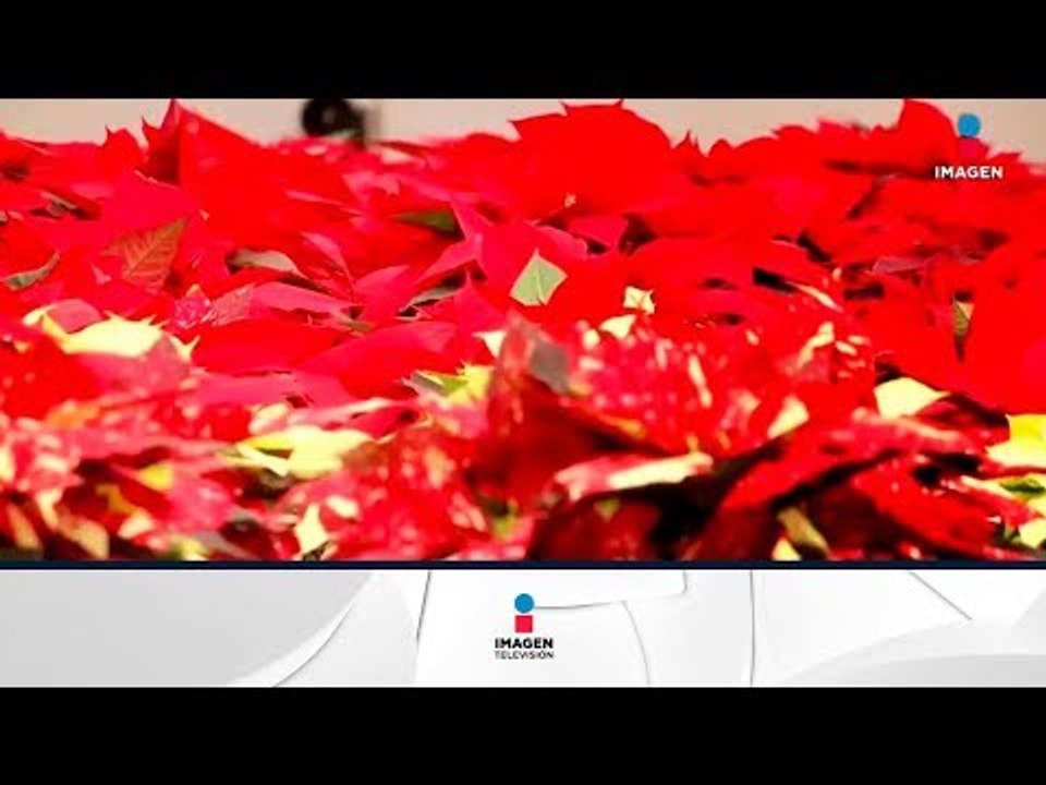 Esta es la increíble historia de la Nochebuena | Noticias con Francisco Zea