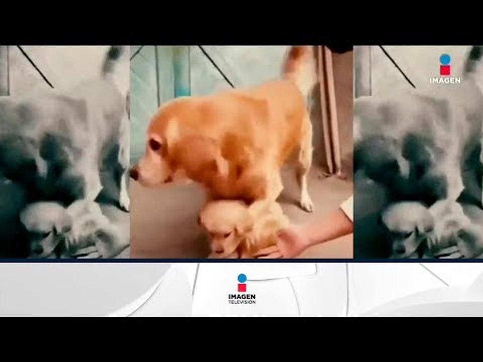 Tierno video de amor de madre perruno | Noticias con Francisco Zea