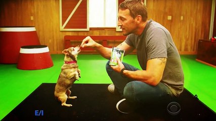 Lucky Dog S06E02 Simba