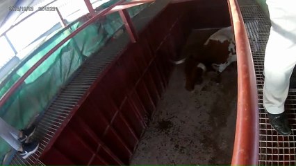 TOROS EN LOS TORILES ENTRERRIOS 2018---PARTE--7