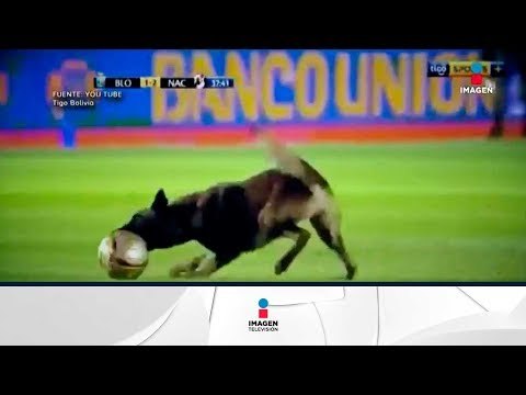 Increíble video de perro que quiso ser futbolista | Noticias con Francisco Zea
