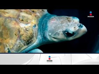 ¡Record de tortugas en Cozumel! | Noticias con Yuriria Sierra