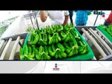 México exportará plátano a China | Noticias con Francisco Zea