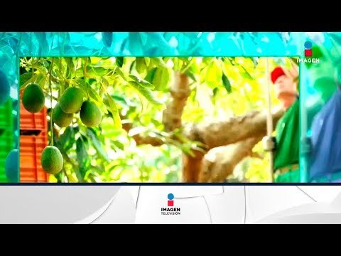 México, líder mundial en producción de aguacate | Noticias con Francisco Zea