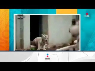 Tigre bebé espanta mucho a su mamá | Noticias con Francisco Zea