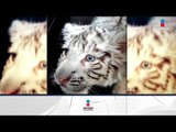 Decomisan a cachorro de tigre blanco en el AICM | Noticias con Francisco Zea