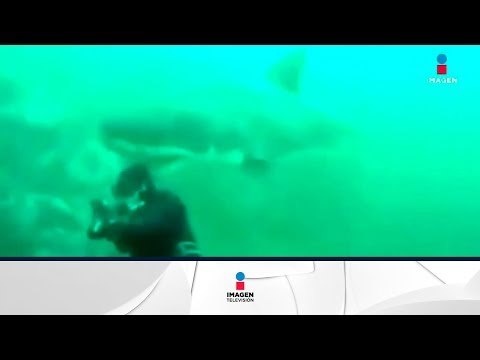 Impactante encuentro entre un buzo y un tiburón | Noticias con Francisco Zea