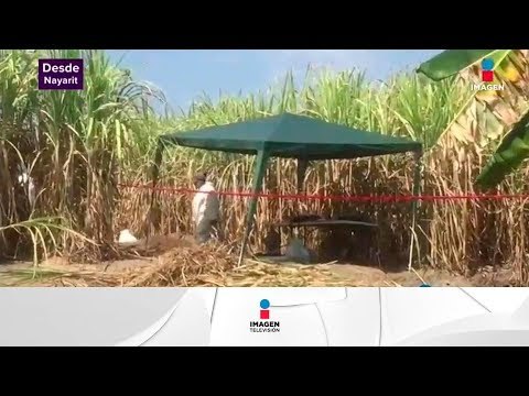 Hallan otra fosa clandestina en Nayarit | Noticias con Yuriria Sierra