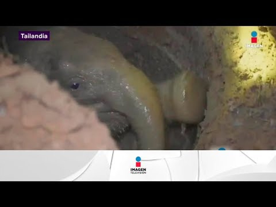 Amor de madre elefante | Noticias con Yuriria Sierra