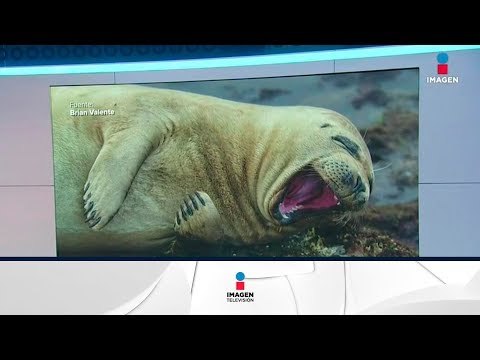 Fotos graciosas de animales, ganadores de Comedy Wildlife | Noticias con Yuriria Sierra