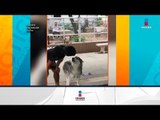 Tierno video de perrito que le teme al agua | Noticias con Francisco Zea