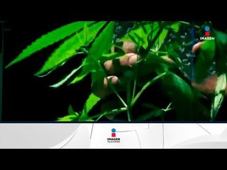 SCJN mantiene congelado el tema de la Marihuana | Noticias con Francisco Zea