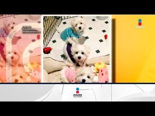 Barbara Streisand clonó 2 veces a su mascota | Noticias con Francisco Zea