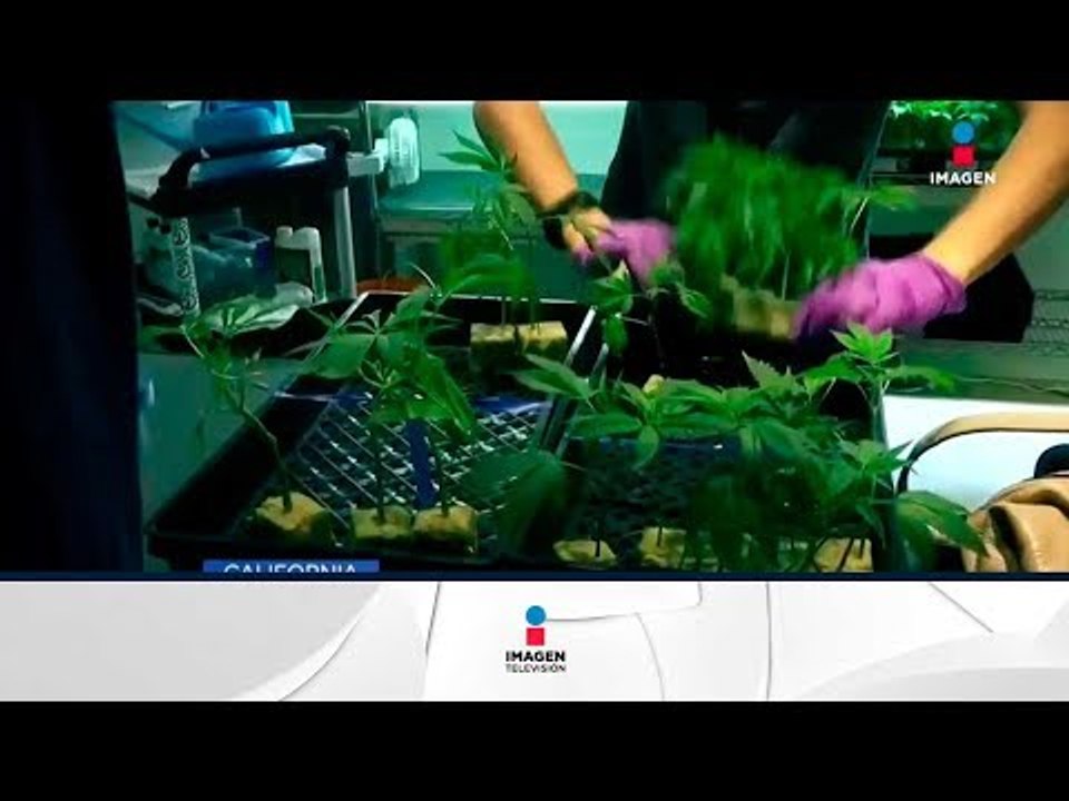 ¡La marihuana para uso recreativo ya se vende en California! | Noticias con Francisco Zea