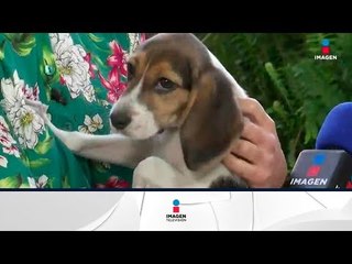 ¡Esta hermosa cachorrita está buscando hogar! | Noticias con Francisco Zea