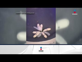 Así nace un pulpo | Noticias con Francisco Zea