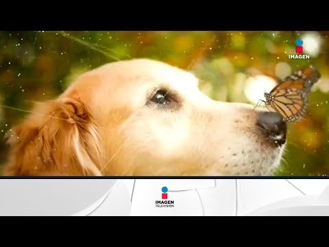 ¡Tener una mascota es un gran compromiso de vida! | Noticias con Francisco Zea